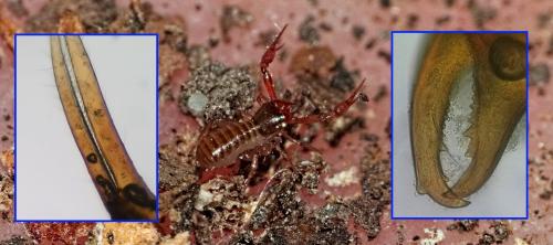 Chthonius ischnocheles